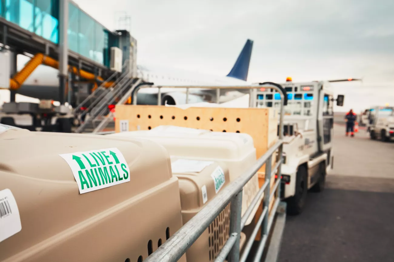 Transportation for live animals