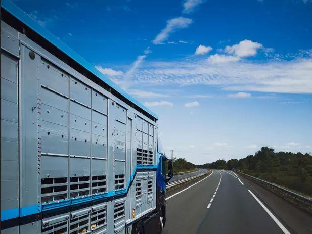 Domestic live animal transport